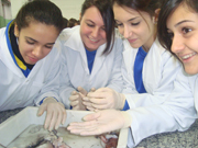 O principal objetivo da atividade era estudar a anatomia dos moluscos e a disposio dos seus rgos