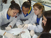 Os jovens dissecaram uma lula no Laboratrio de Biologia e puderam compreender melhor o contedo